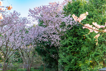 Obraz premium A tree with pink flowers is in the foreground. There are other trees in the background. The trees are surrounded by bushes