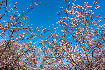 A tree with pink flowers is in the foreground. The sky is blue and clear. Branches of blossoming...