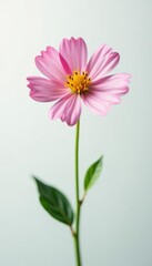 Fototapeta premium Fresh bloom of a small wildflower on white background, plantlife, blossoms, flora