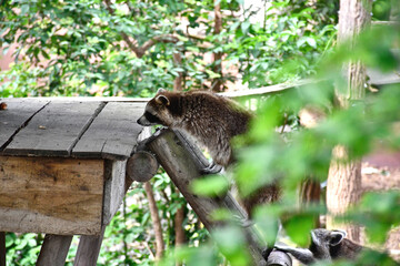 Raton laveur montant à sa cabane