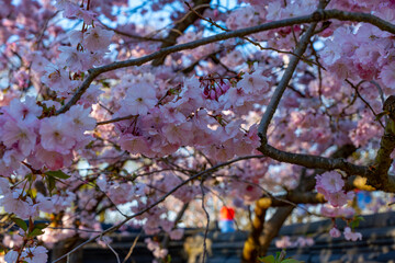 Branches of blossoming cherry tree. A tree with pink flowers. The flowers are on the branches. The tree is in a park.