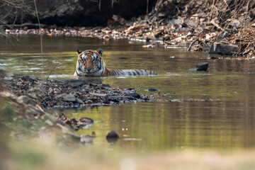 wild bengal male tiger or panthera tigris at panna national park forest tiger reserve madhya...