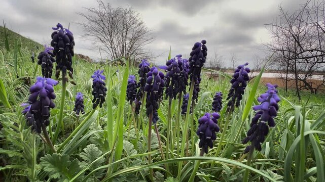 Blooming muscari on the bank of the Dniester estuary