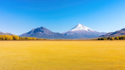 Fototapeta premium A vast, golden field stretches to snow-capped mountains under a clear blue sky. The mountains form a dramatic backdrop, contrasting with the fields warm hues. The image is high-resolution, showcasin