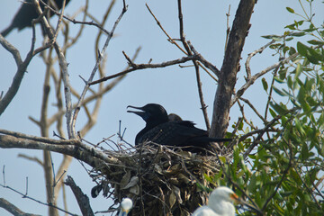 Little Black Cormorant Bird Photography