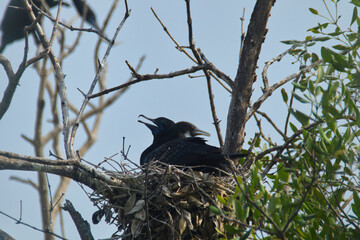 Little Black Cormorant Bird Photography
