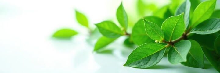 Fototapeta premium Leafy greens clustered on a pristine white surface, flowers, nature, leafs