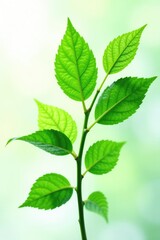 Leafy greens isolated on white background with soft focus effect, leaves, nature, serenity