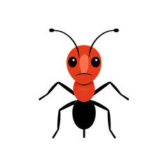 Fototapeta premium cockroach isolated on white background