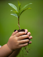 Child holding plant with soil