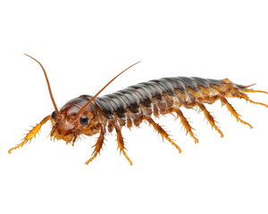 Fototapeta premium detailed close up of centipede showcasing its segmented body and numerous legs, highlighting its unique features and textures. This captures essence of this fascinating creature professional