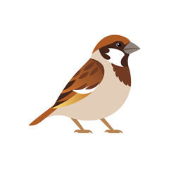 Obraz premium sparrow isolated on white background