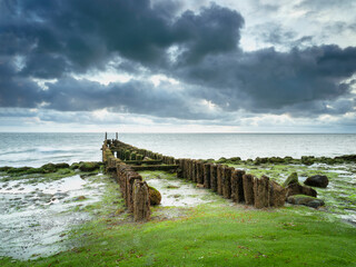 Two rows of groynes protruding into the north sea. The oak poles are covered with green algae