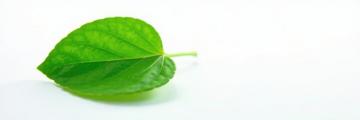 Obraz premium Single green leaf with veins isolated on white surface, herb, nature