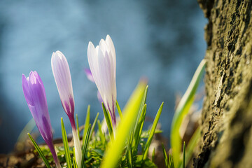 Crocus flowers, one white, one purple, growing beside a rough-textured tree bark against a blurred background.
