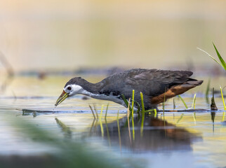 black crowned night heron
