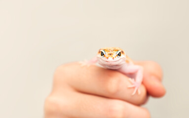 Eublepharus lizard. Cute eublefar in human hands on beige background.