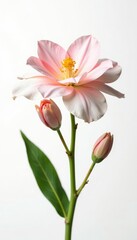 Delicate flower blooms on crisp white background, botanical, isolated