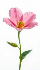 Delicate petal details on a solitary flower isolated against white background, isolated, nature
