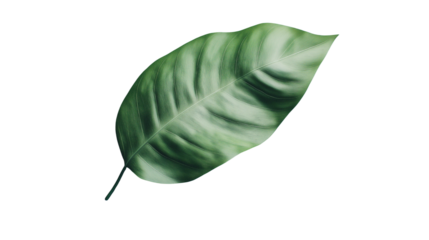 green leaf isolated on white background , transparent
png 