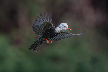 Naklejka premium black winged blackbird
