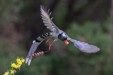 black winged blackbird