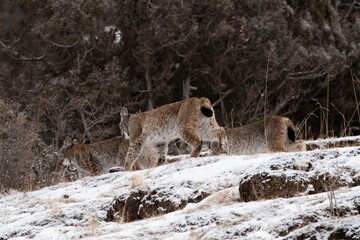 lion cub panthera leo