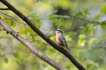 Eurasian Nuthatch Perched on Tree in Sunlit Forest