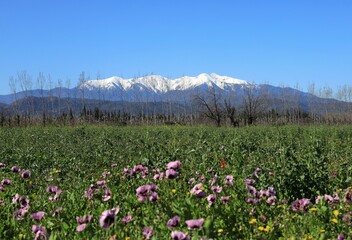 Obraz premium Snow-covered Massif du Canigou against backdrop of blue sky, viewed from wild flower meadow on spring day. Pyrénées-Orientales department, southern France