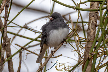 blackbird on a branch
