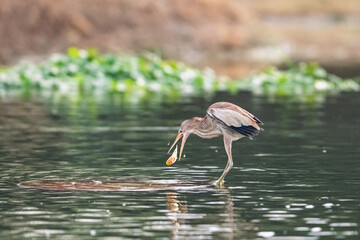 great blue heron ardea cinerea