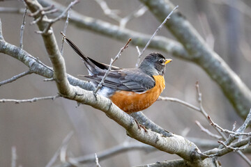 robin on a branch