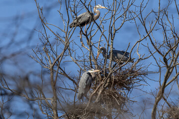 great blue heron