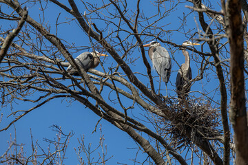 nesting herons