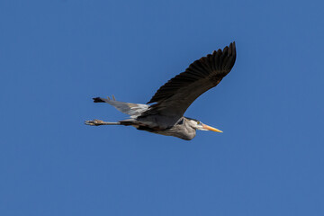 heron in flight