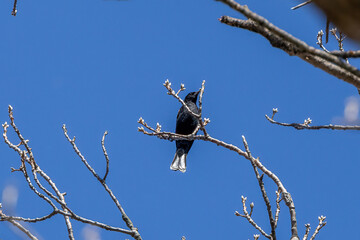 crow on a branch