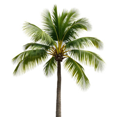 Palm_Tree_Isolated_Tropical_Green_Black_Background