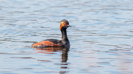 red billed duck