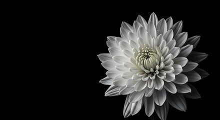 Lunar Bloom Whisper of Petals Silent Majesty Ephemeral Grace Shadowed Blossom Achromatic Bloom Night's Embrace Dark Petal Dance Monochrome Whisper Radiant Darkness AI Generated