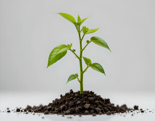 Young Seedling Growing from Soil - Oxytree Seedling Sprouting from Earth - New Plant Growth from Dirt Mound