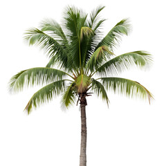 Fototapeta premium Tropical-Palm-Tree-Against-Black-Background