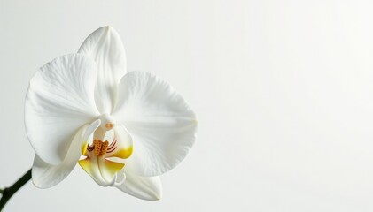 Delicate white orchid blossom against pure white backdrop, beauty, bloom