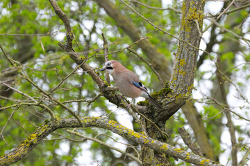 Jay on a thick branch, green leaves in the background, jay with colorful plumage, jay looks to the left, bird in the forest, Garrulus glandarius on a branch