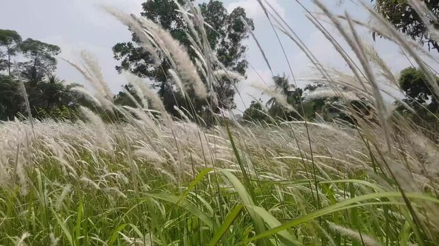 The movement of cogon grass swaying in the breeze