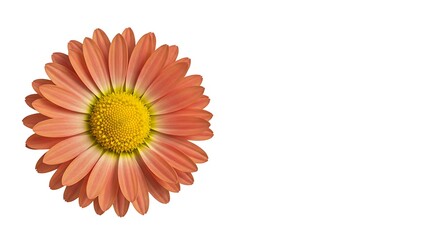 Coral Bloom's Embrace AI Generated