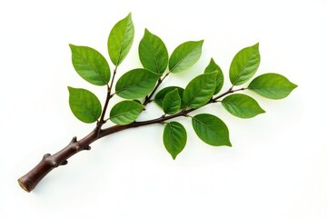 Fototapeta premium Single tree branch with intricate details on white background, texture, botanical