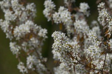 Tree with branches full of white flowers, blossoming white tree, blossoming tree, branches with new petals, spring in the forest