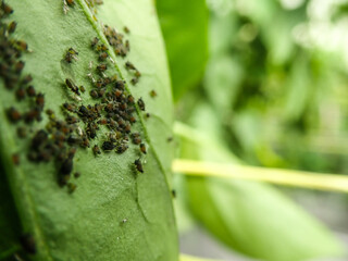 Aphids that feed on the underside of leaves to suck nectar, aphids on the inside of the leaf....