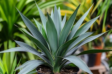 Obraz premium Tropical Agave Plant with Blue-Green Leaves in Garden