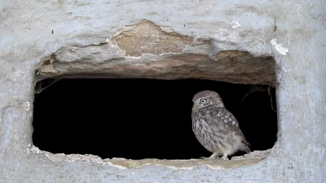 Little owl is sitting in a hole in a wall